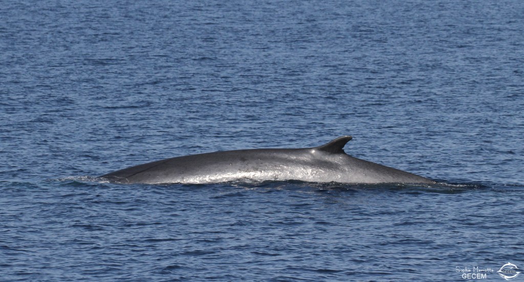 Rorqual commun