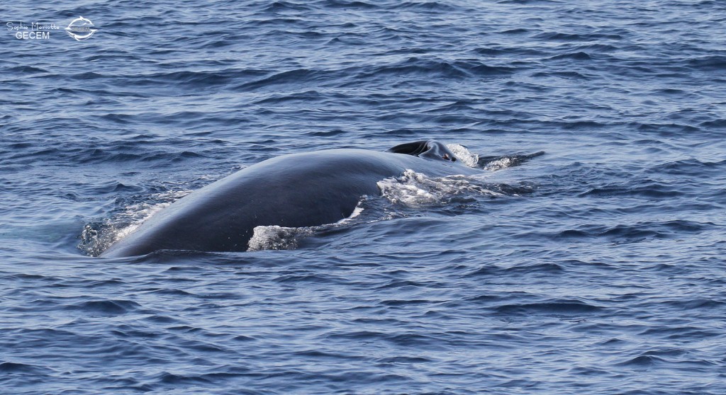 Rorqual commun avant la sonde