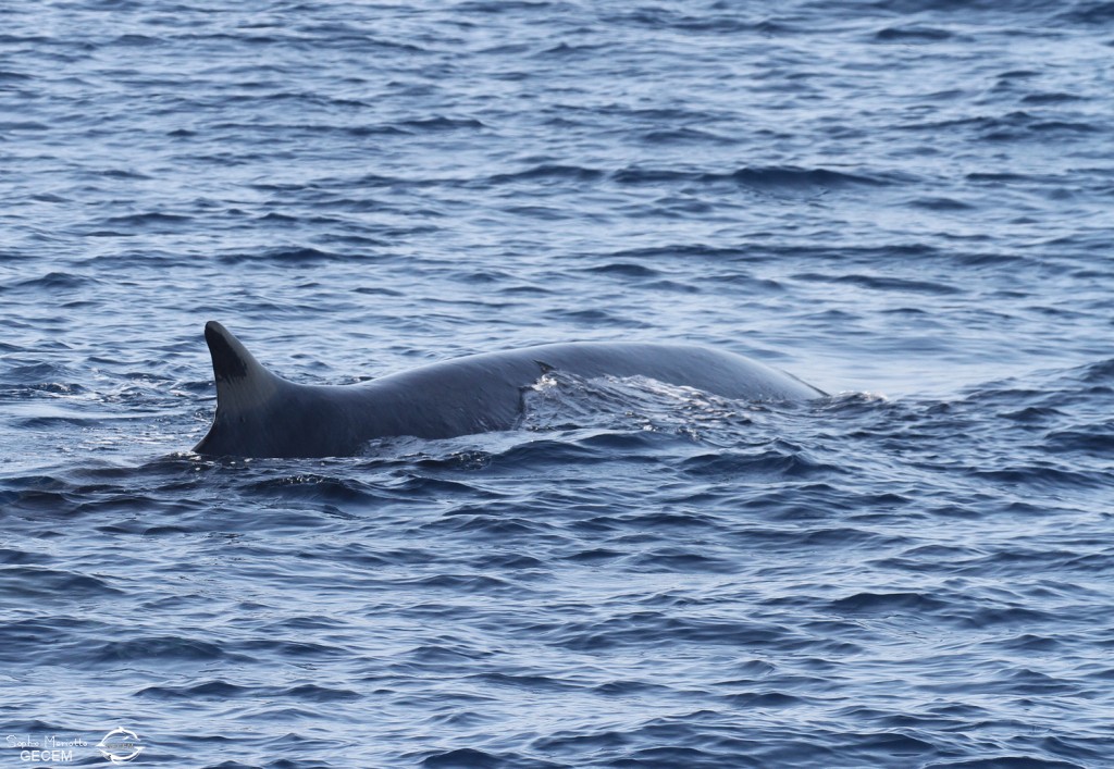 Rorqual commun avant la sonde