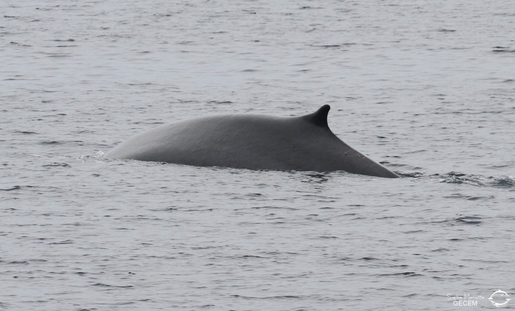 Rorqual commun au large de Sanary dorsale n°1