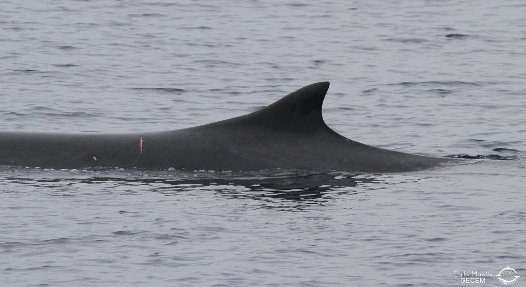 Rorqual commun au large de Sanary dorsale n°2