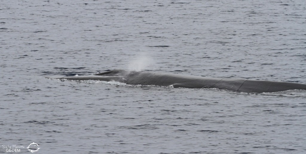 Rorqual commun au large de Sanary