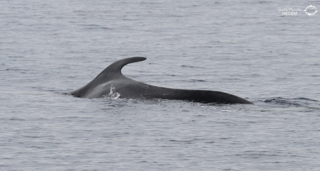 Rorqual commun au large de Sanary dorsale n°3, un peu étrange !