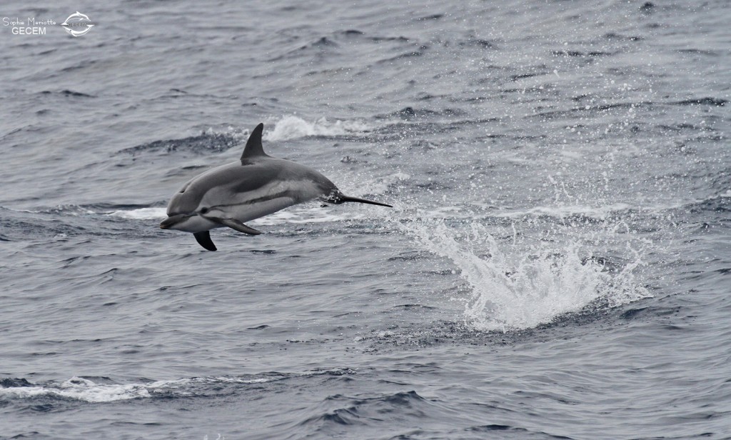 Festival de dauphin bleu et blanc dans les vagues arrières