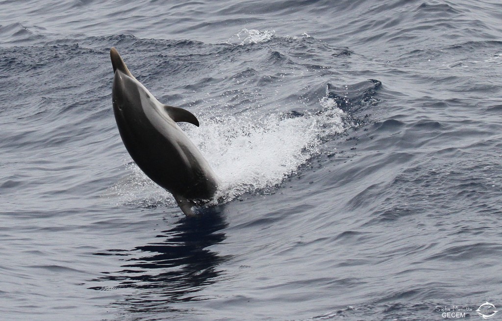 Festival de dauphin bleu et blanc dans les vagues arrières