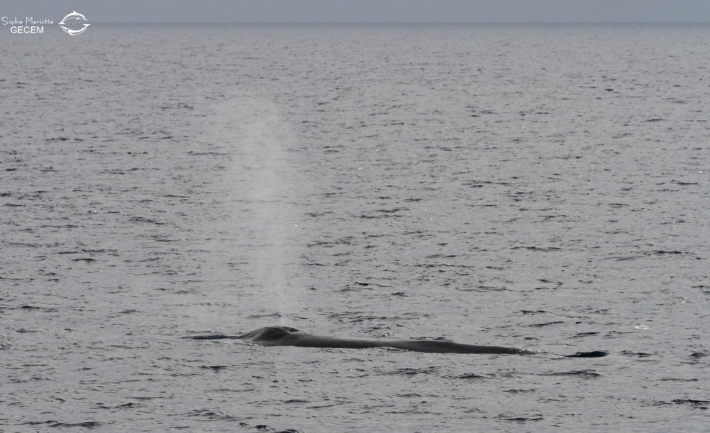 Notre 5ème rorqual de la journée