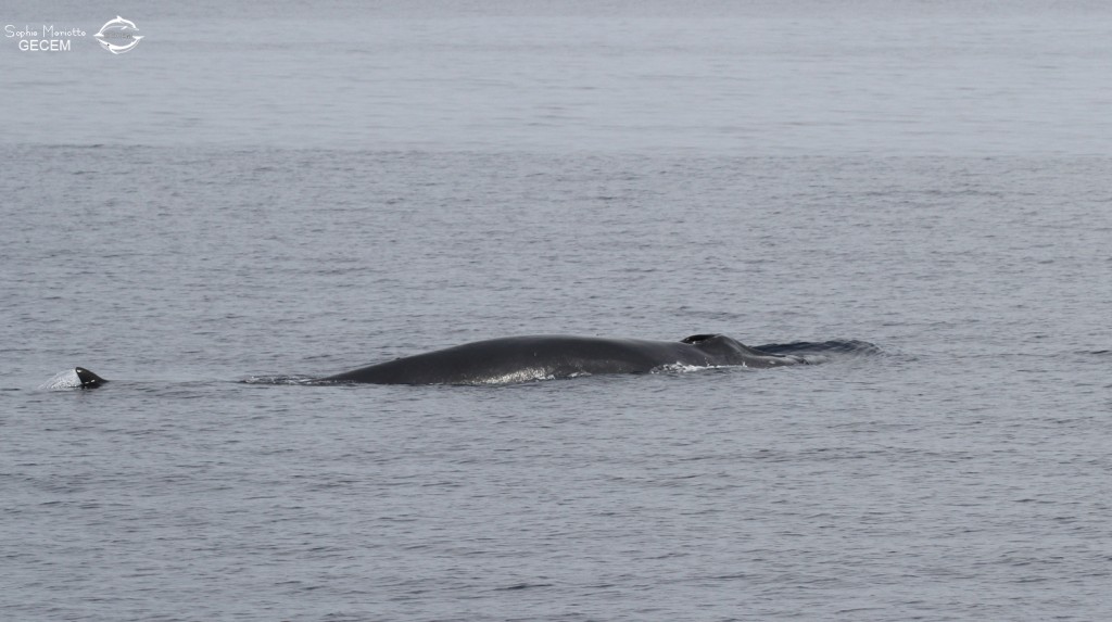 Rorqual commun au large de Sanary