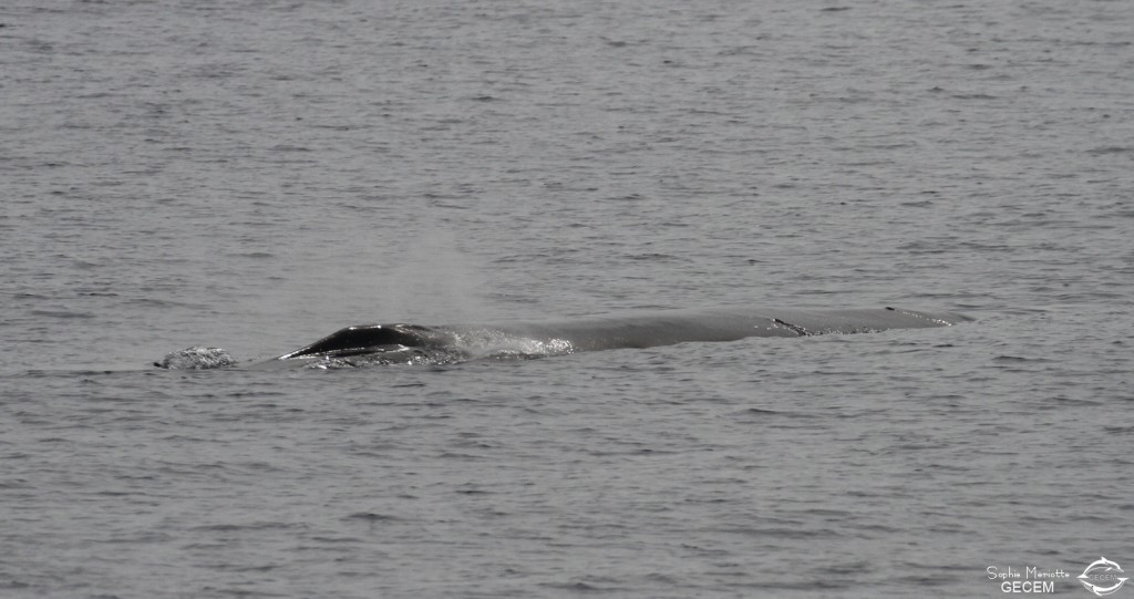 Rorqual commun au large de Sanary