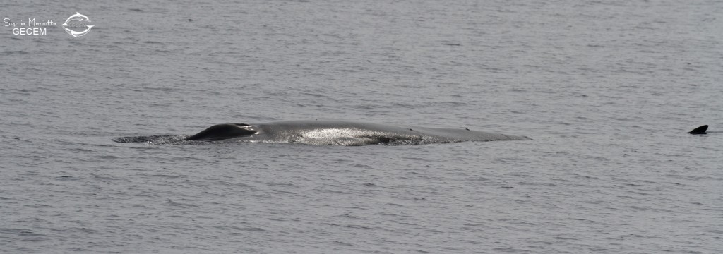 Rorqual commun au large de Sanary