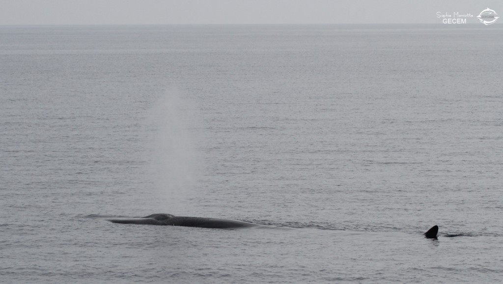 Rorqual commun au large de Sanary