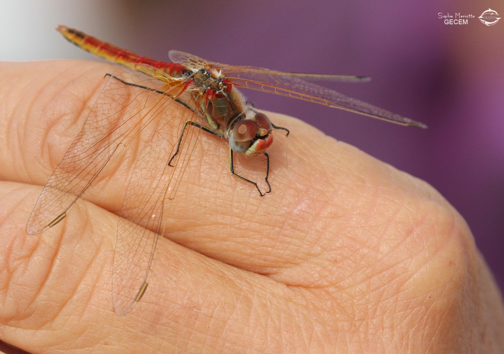 Un passager clandestin : un mâle de sypétrum à nervures rouges