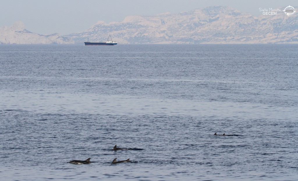 Groupe de dauphins bleu et blanc, femelles et jeunes