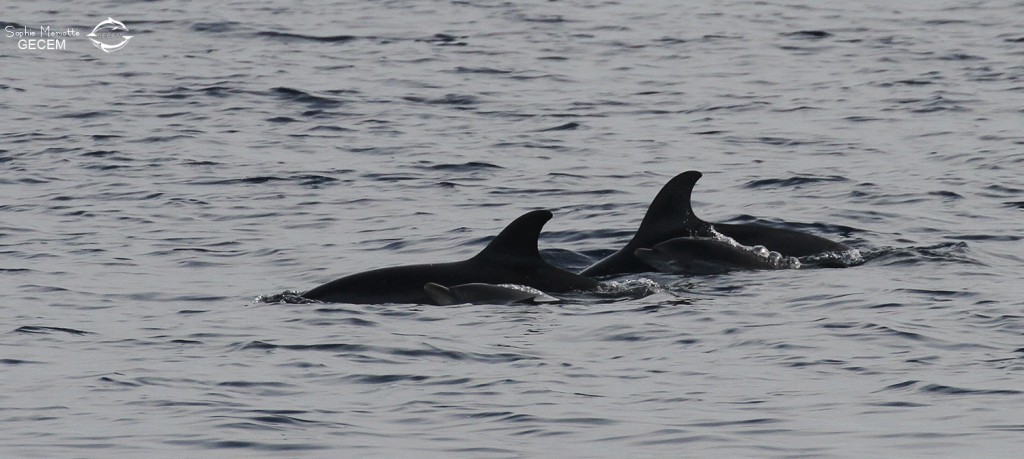 Groupe de dauphins bleu et blanc, femelles et jeunes
