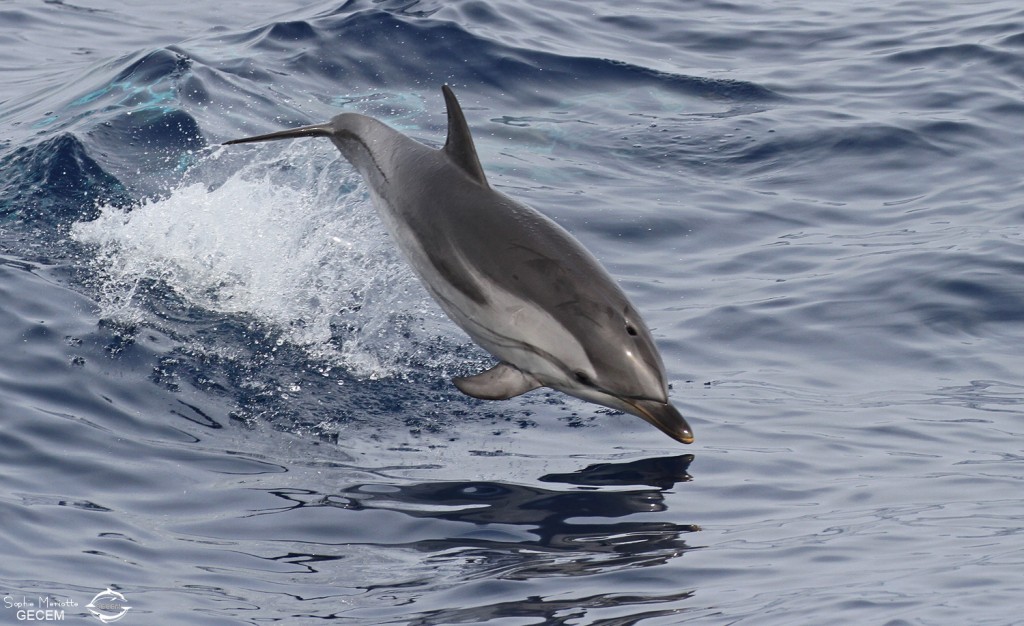 Dauphin bleu et blanc approchant le navire