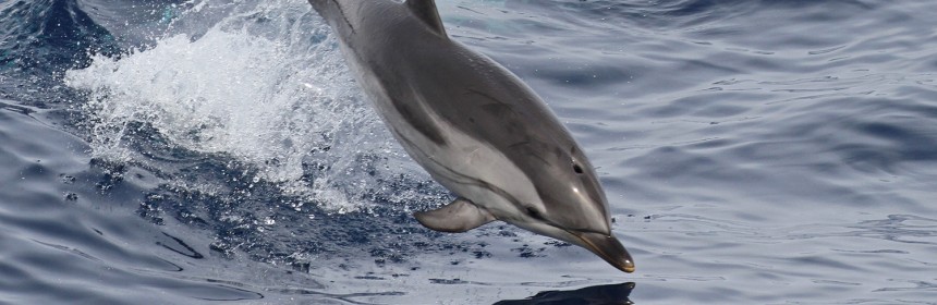 Dauphin bleu et blanc approchant le navire