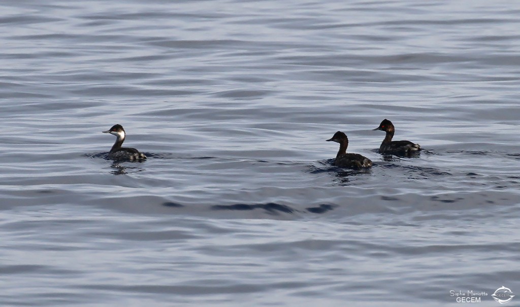Groupe de grèbes à cou noir