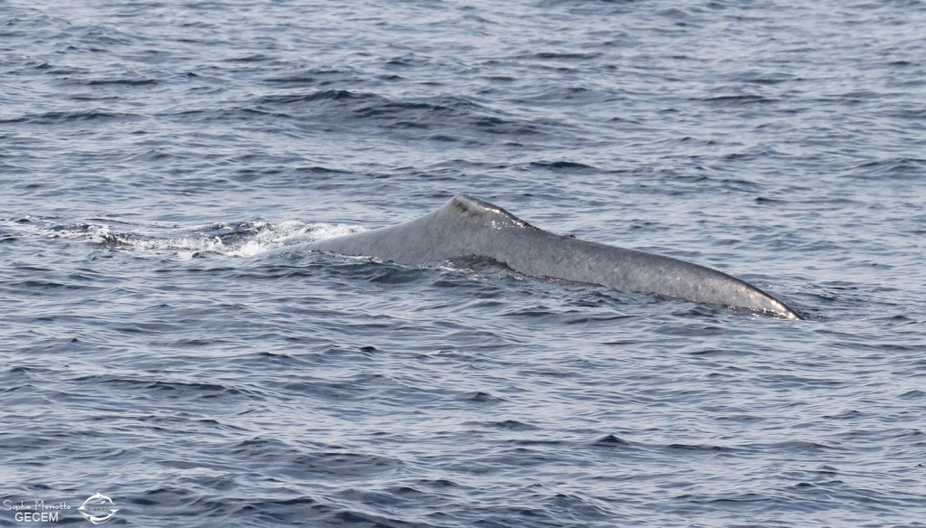 Rorqual à la dorsale coupée