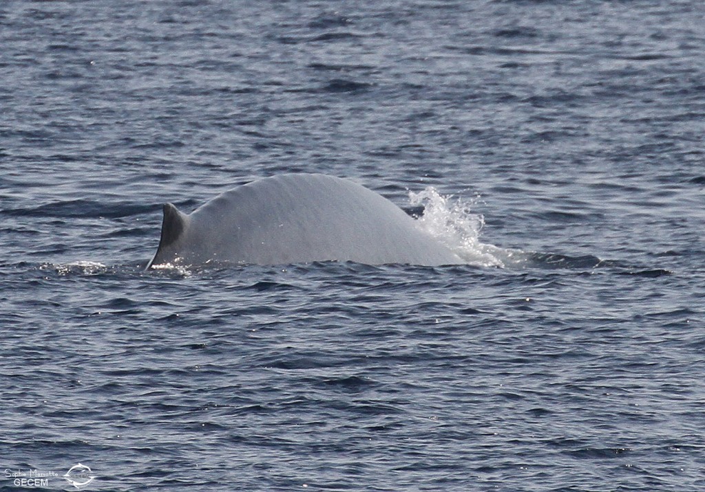 Rorqual présentant des signes de maigreur