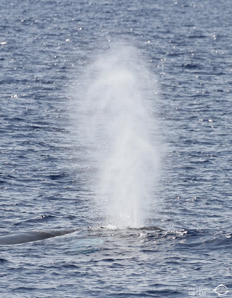 Le souffle d'un Rorqual commun au large des côtes varoises, août 2017