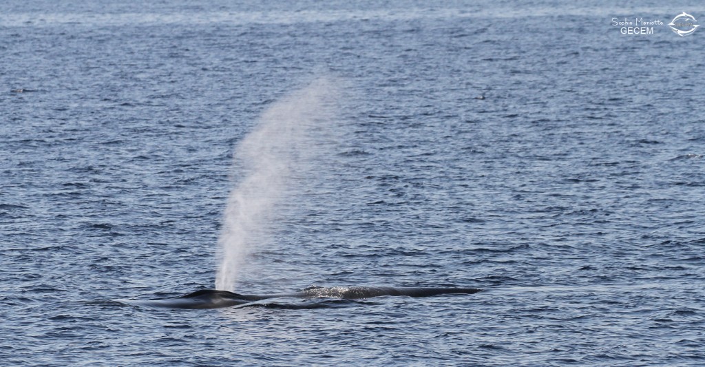 Rorqual commun, Sortie DDV du 15/10/2017