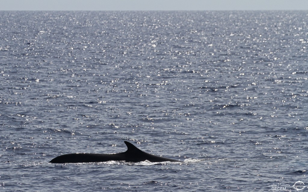 Rorqual commun au large des côtes varoises, août 2017