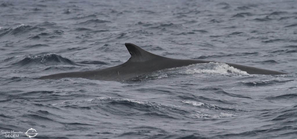 Rorqual commun