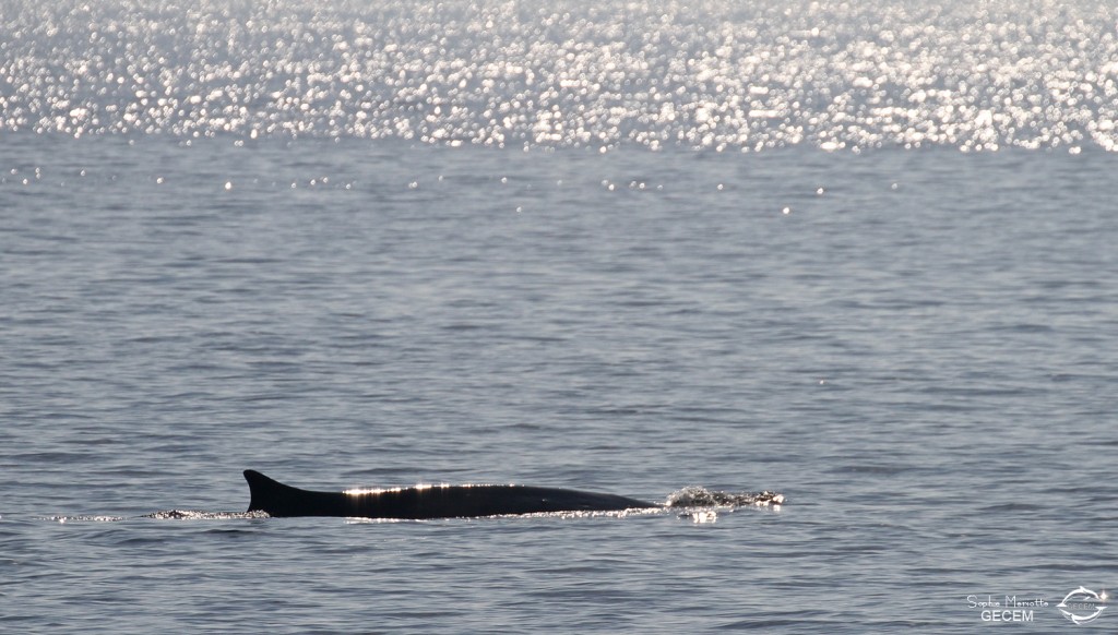 Rorqual commun, Sortie DDV du 15/10/2017