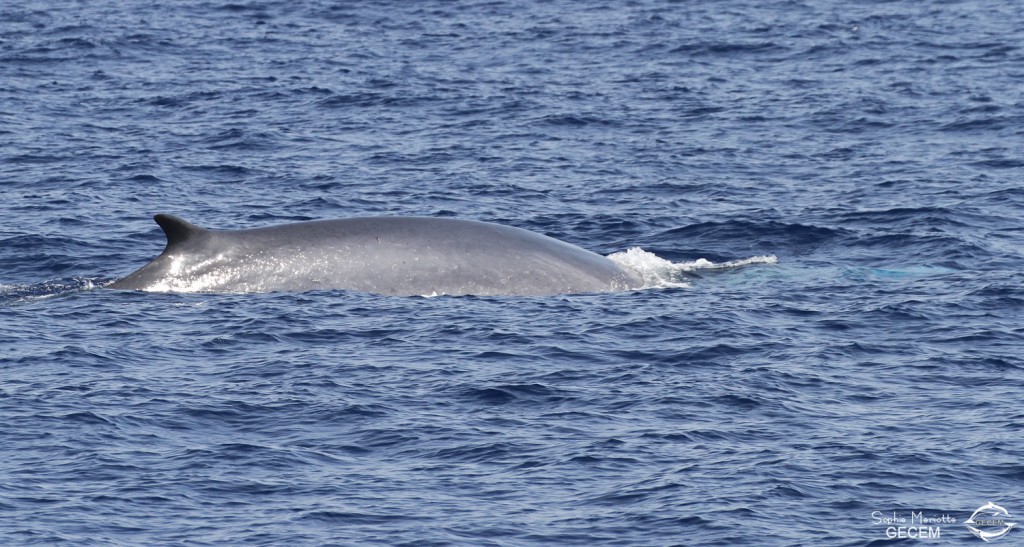 Rorqual commun au large des côtes varoises, août 2017
