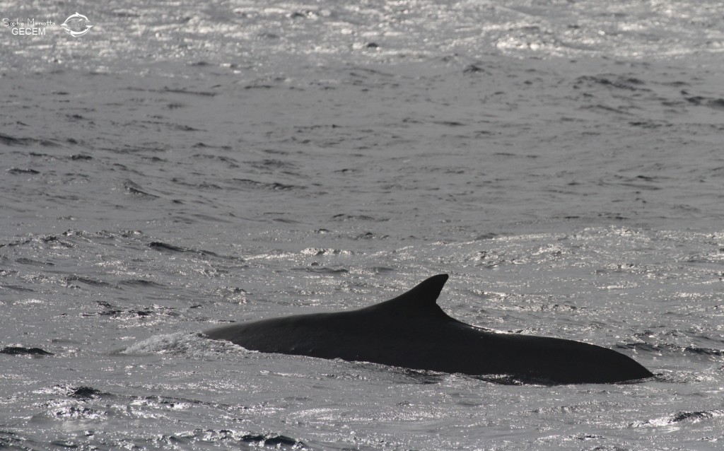 Rorqual commun