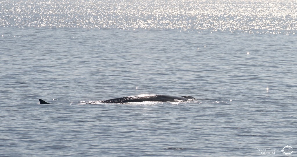 Rorqual commun, Sortie DDV du 15/10/2017