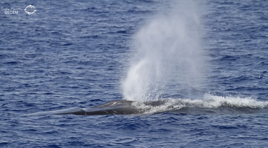 Rorqual commun au large des côtes varoises, août 2017