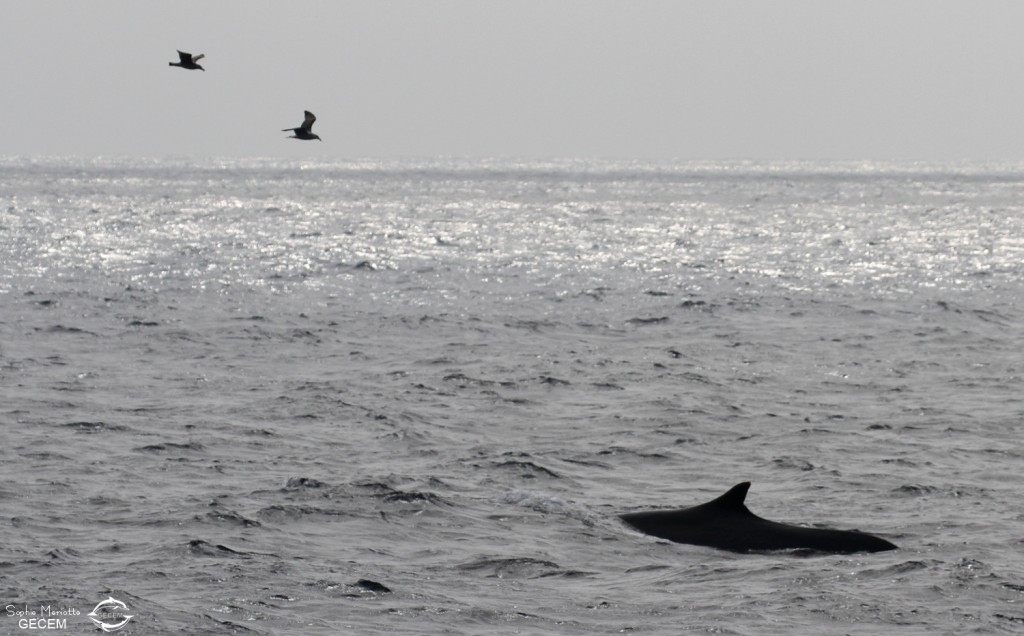 Rorqual commun survolé par deux goélands