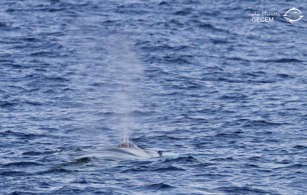 Rorqual commun au large des côtes varoises, août 2017