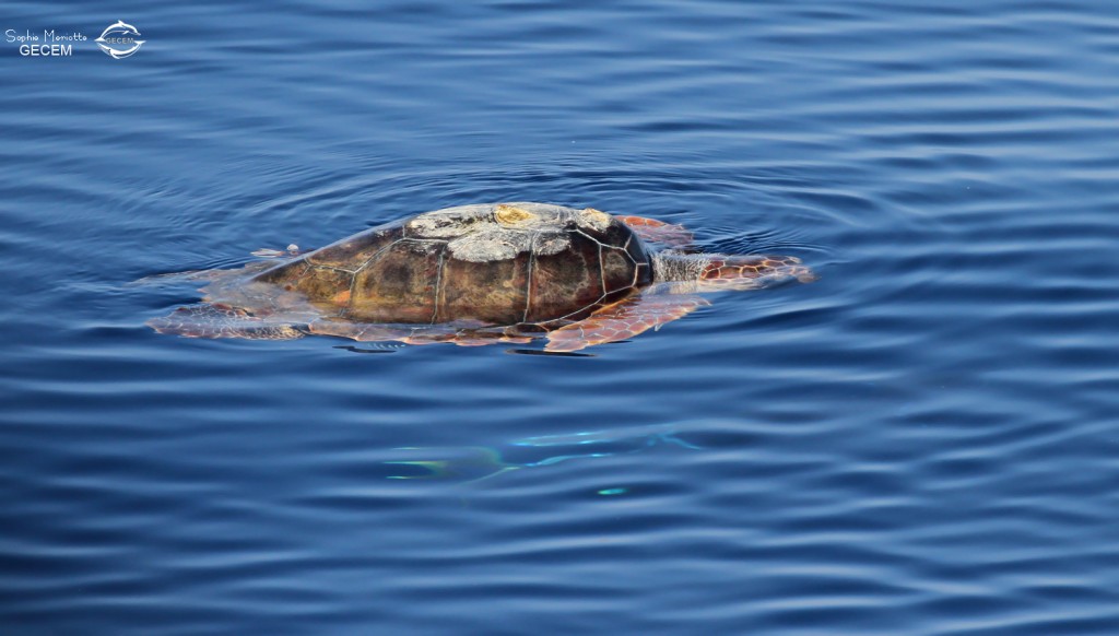 Tortue caouanne et daurade coryphène, Sortie DDV du 15/10/2017