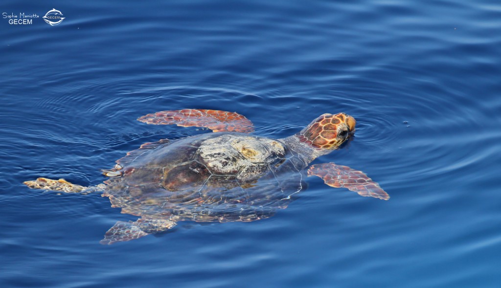 Tortue caouanne, Sortie DDV du 15/10/2017