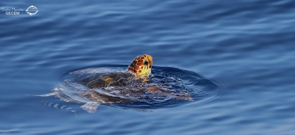 Tortue caouanne, Sortie DDV du 15/10/2017