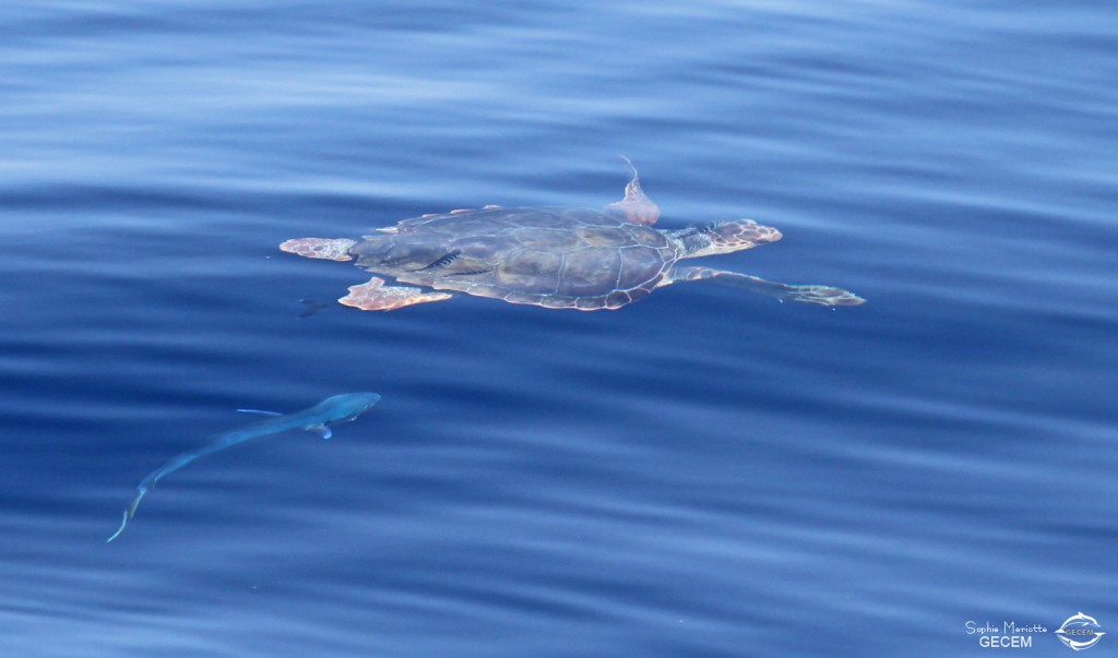 Tortue caouanne escortée par des poissons pilotes et daurade coryphène, Sortie DDV du 15/10/2017