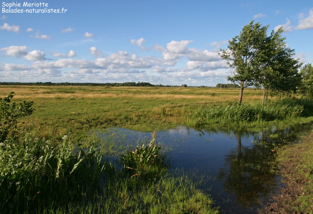 Marais de Blaly Grad