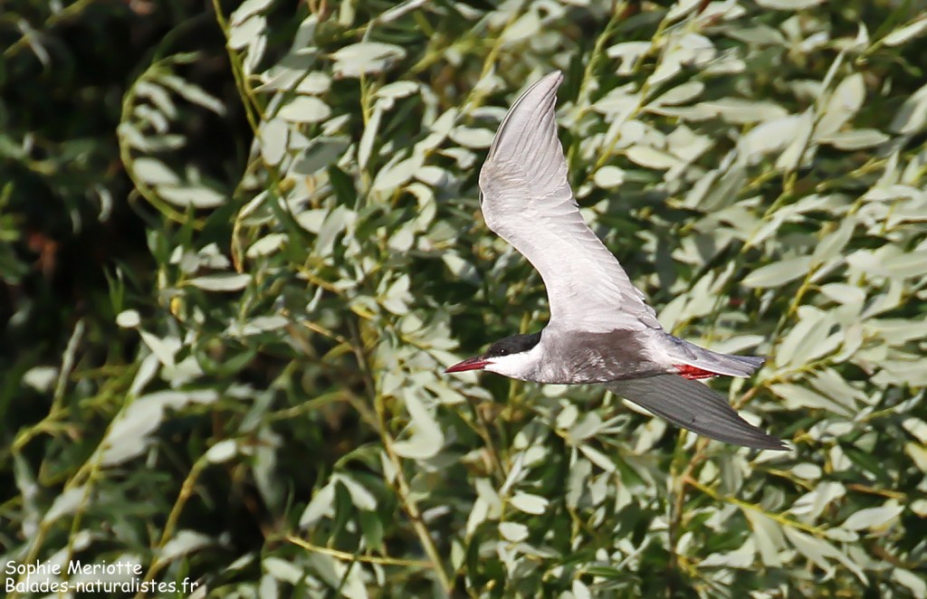 Guifette moustac dans les marais de Blaly Grad