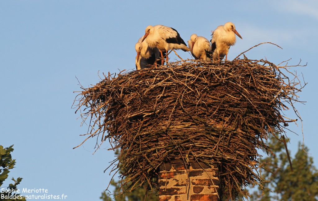 Nid de cigogne dans un village