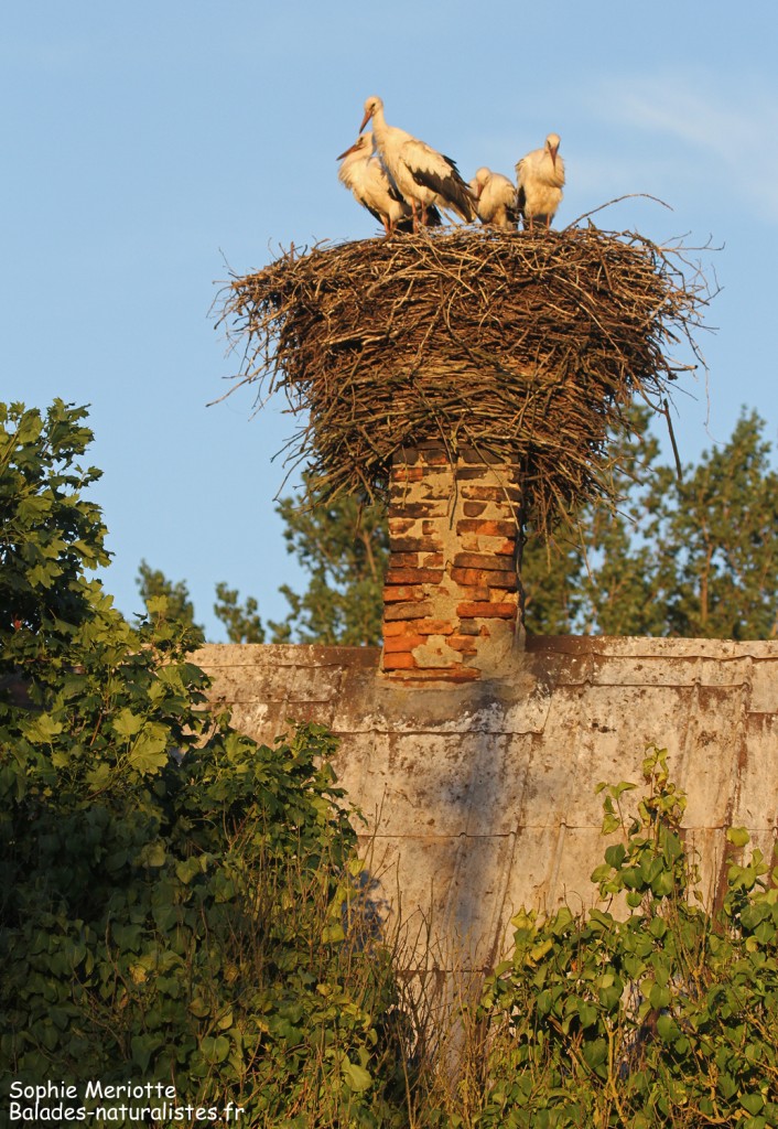 Nid de cigogne dans un village