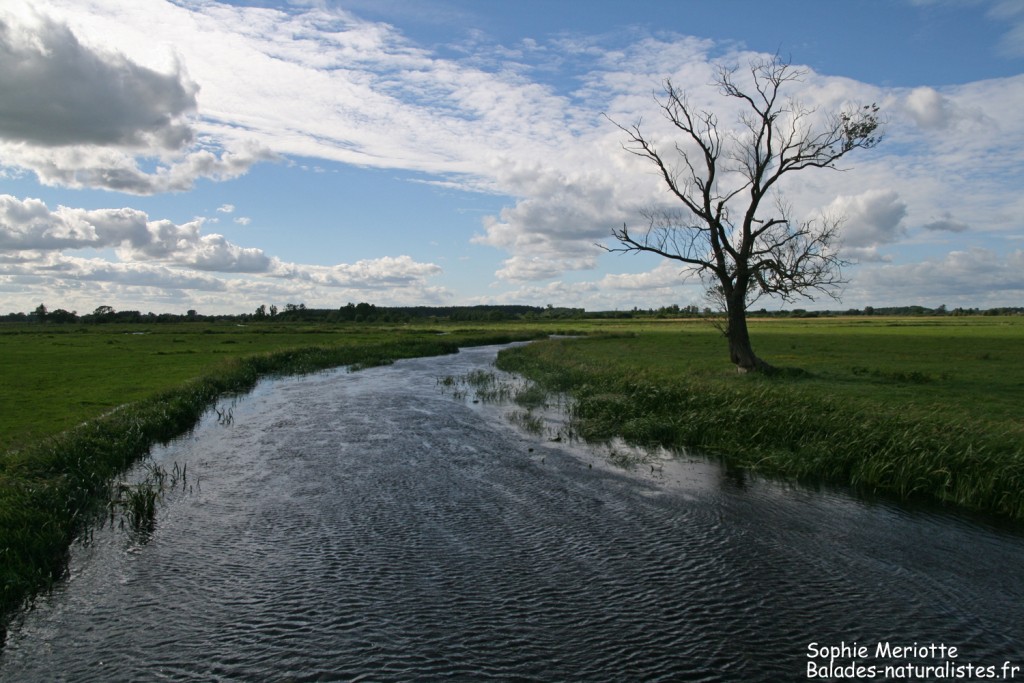 Marais de Blaly Grad