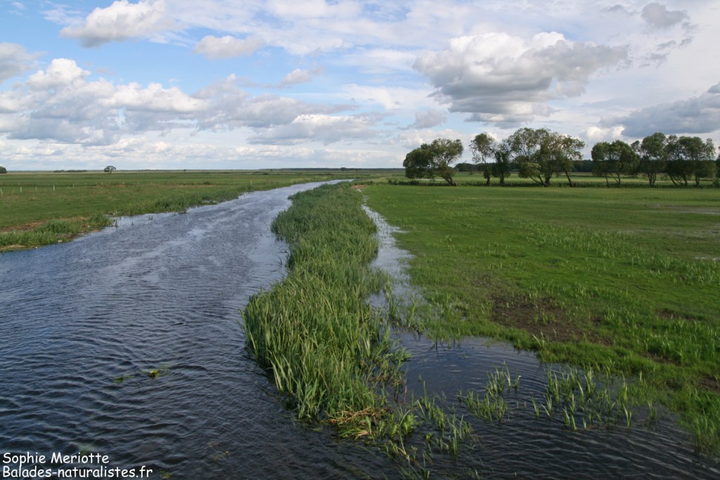 Marais de Blaly Grad
