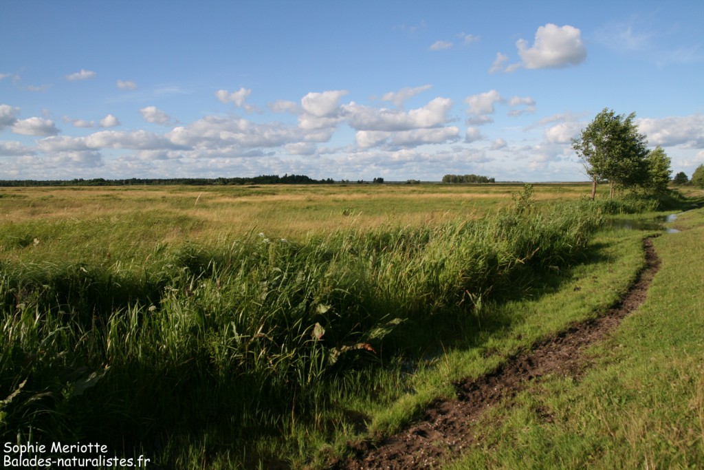 Marais de Blaly Grad