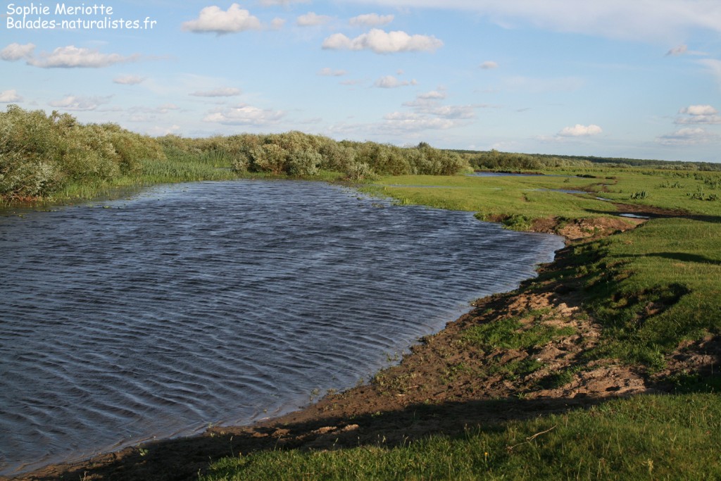 Camping de Czynne au bord de la Biebrza