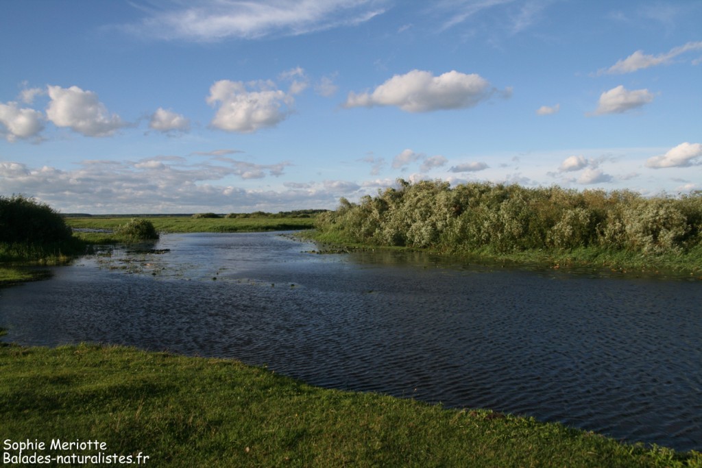 Camping de Czynne au bord de la Biebrza