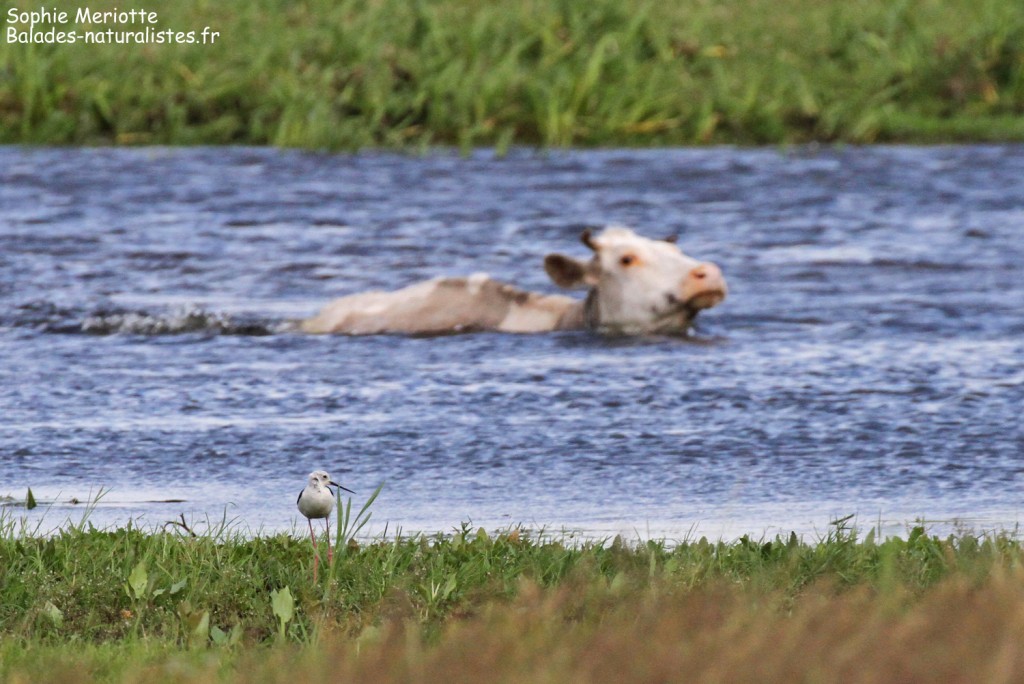Vaches traversant la Biebrza à Brzostowo