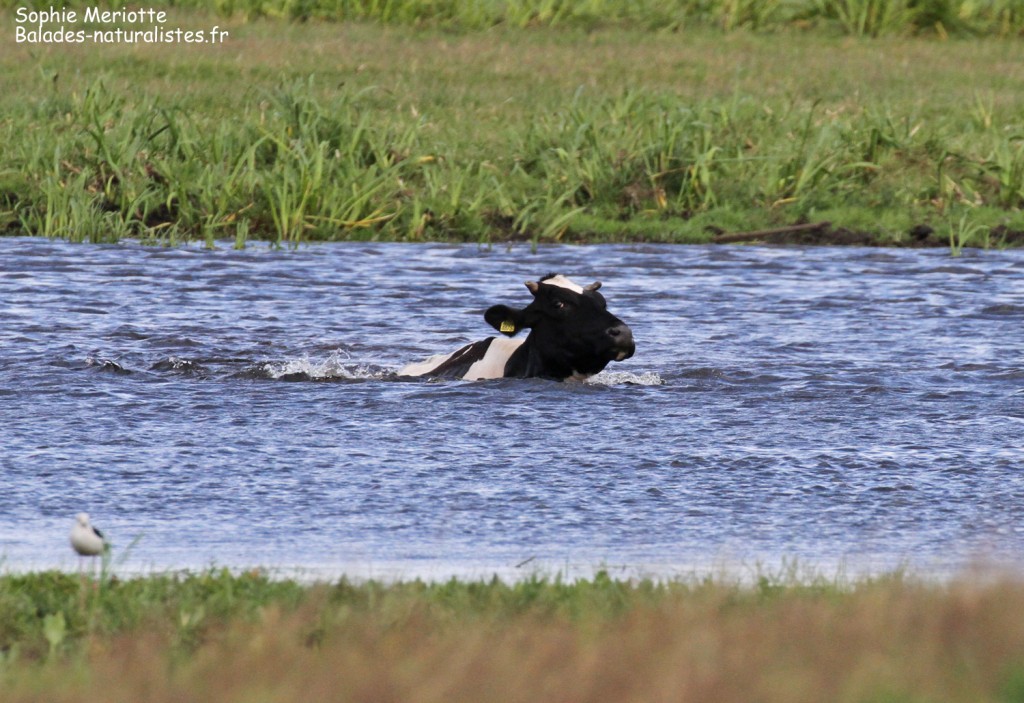 Vaches traversant la Biebrza à Brzostowo