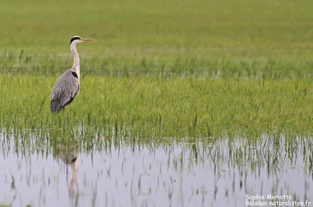 Héron cendré sur la piste entre Dolistowo et Jasionowo, Parc national de Biebrza
