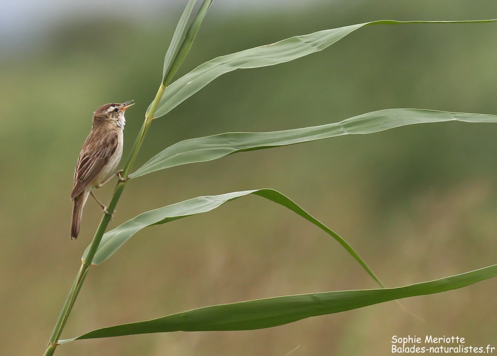 Phragmite des joncs au bord de la piste de Dolistowo